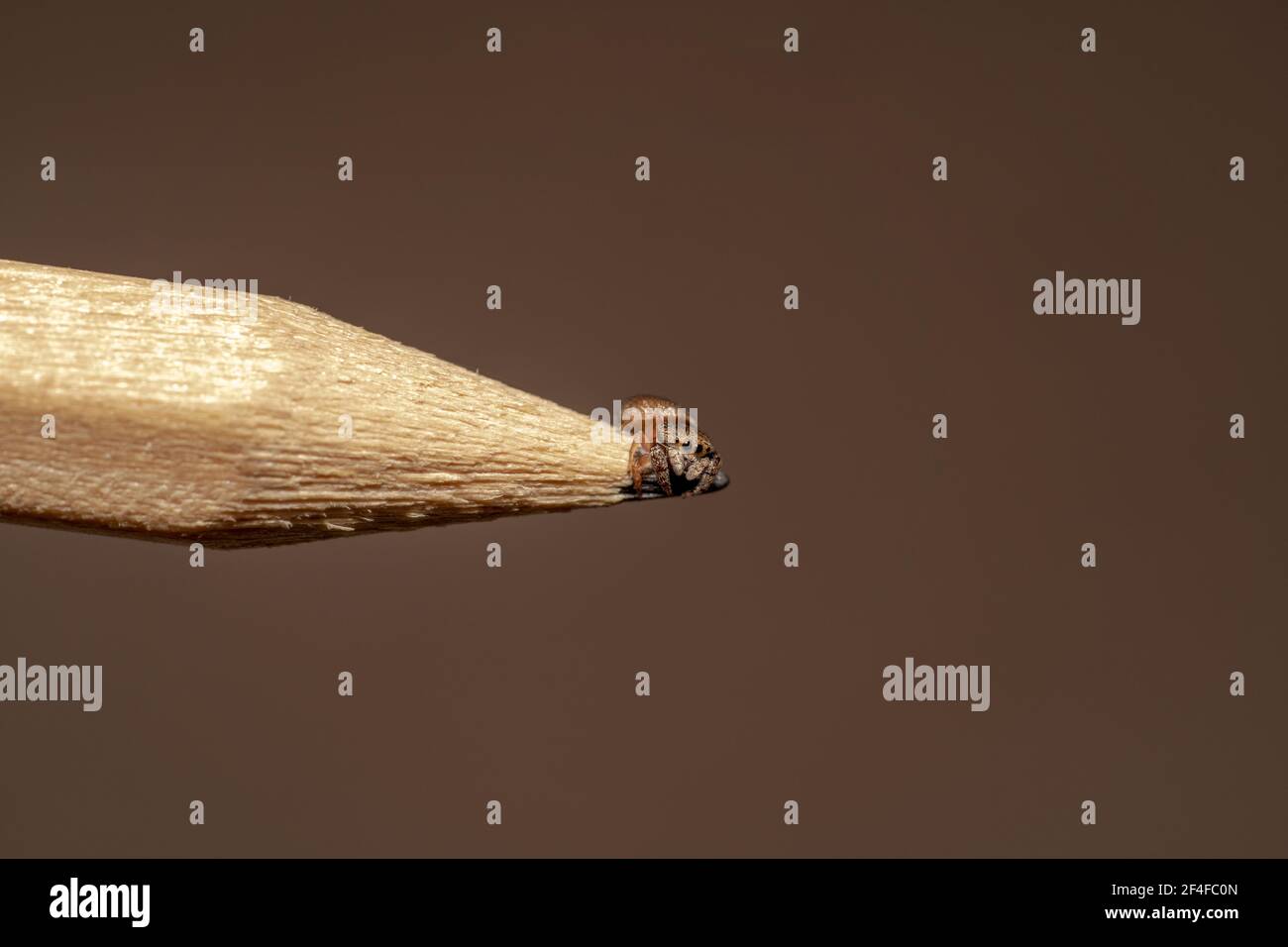 Ragno saltante seduto su una grafite di una matita marrone Foto Stock