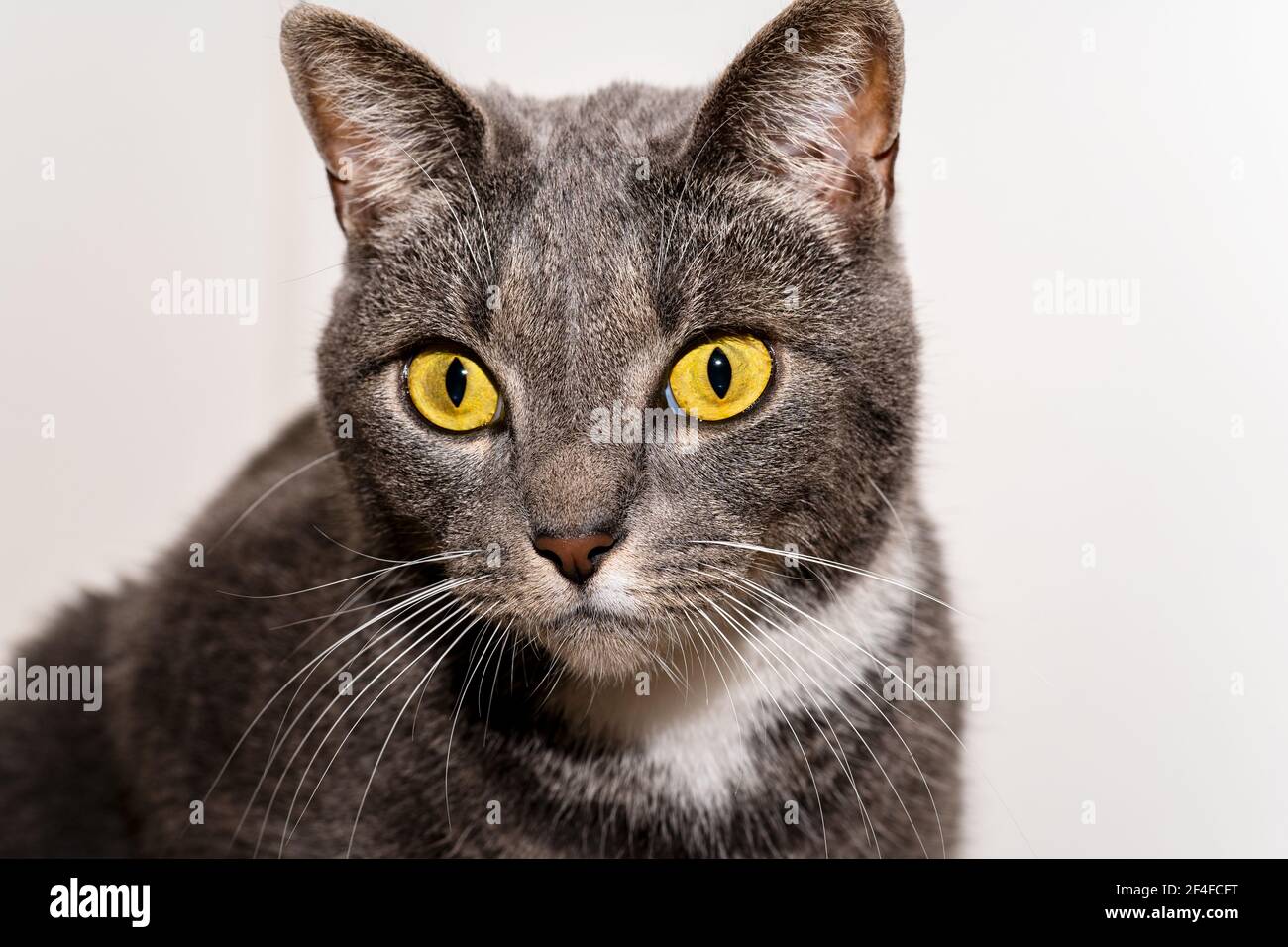 Retina ovale con occhi dorati di un gatto grasso con bianco whisker Foto Stock