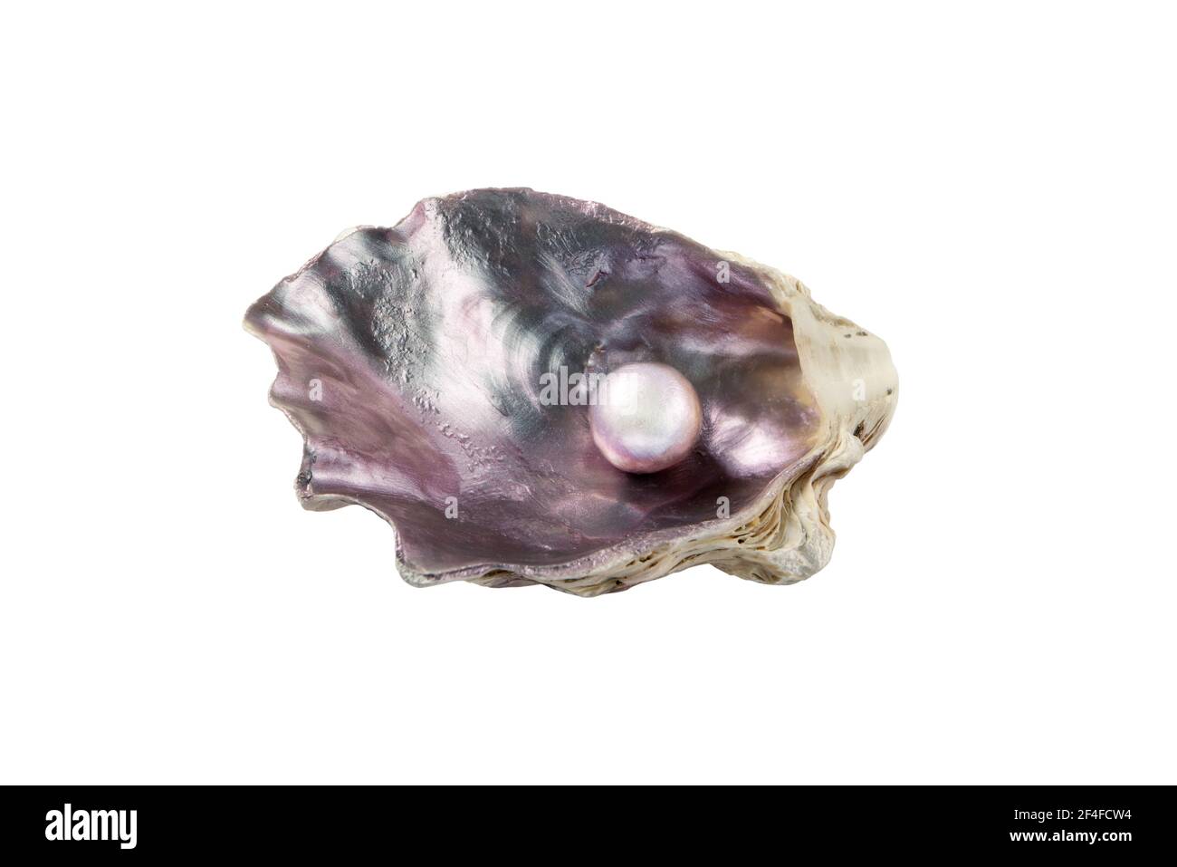 Perla nella conchiglia viola iridescente di ostriche isolato su bianco Foto Stock