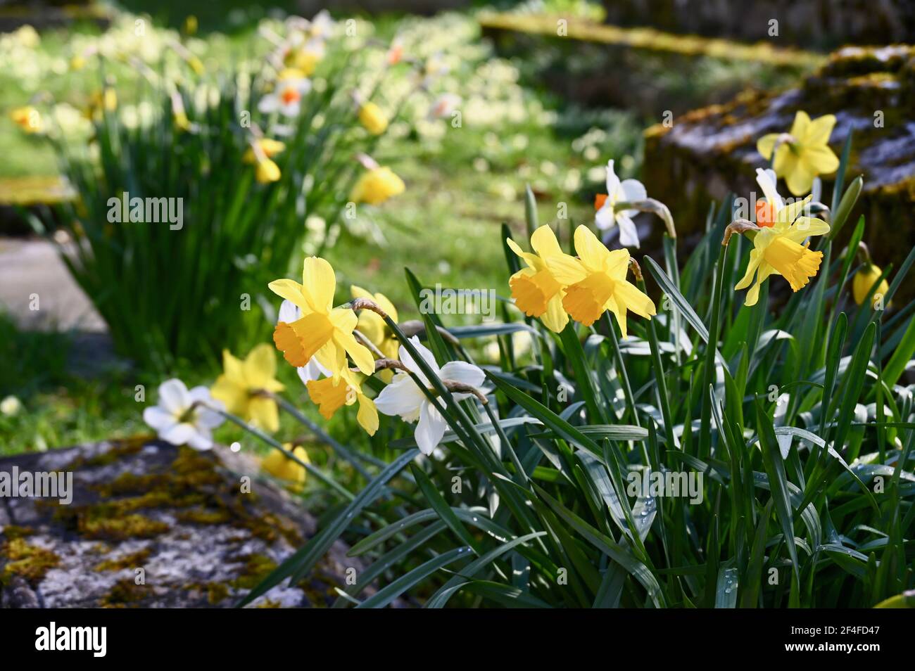 Daffodils (Narcissus), St James Church, North Cray, Kent. REGNO UNITO Foto Stock