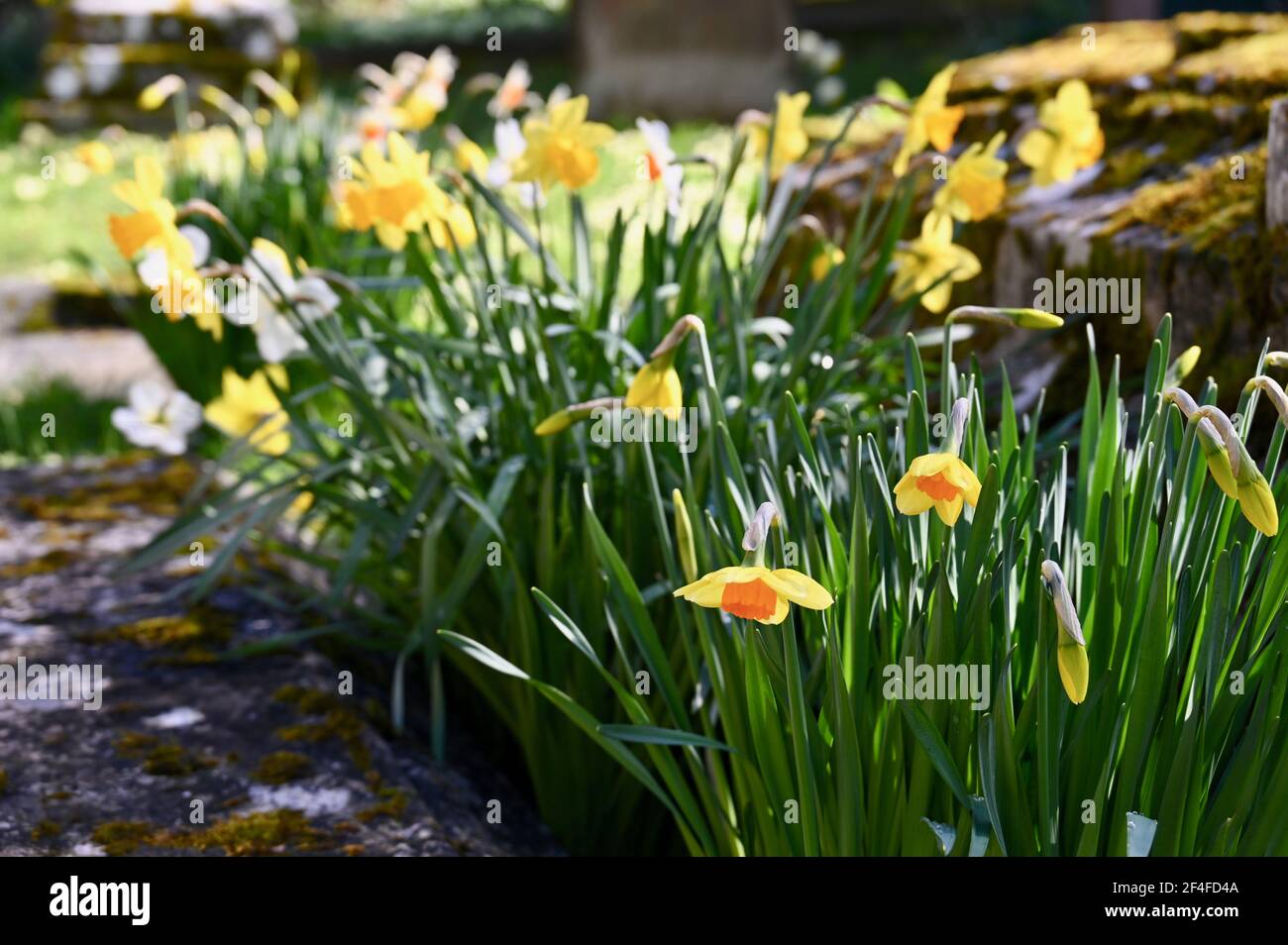 Daffodils (Narcissus), St James Church, North Cray, Kent. REGNO UNITO Foto Stock