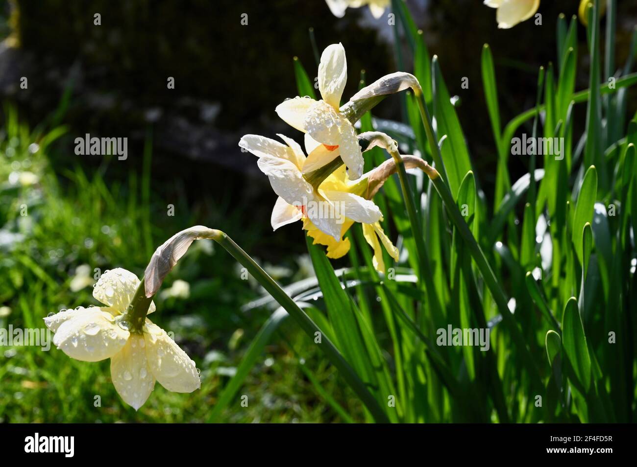 Pioggia su Daffodils (Narcissus), St James Church, North Cray, Kent. REGNO UNITO Foto Stock