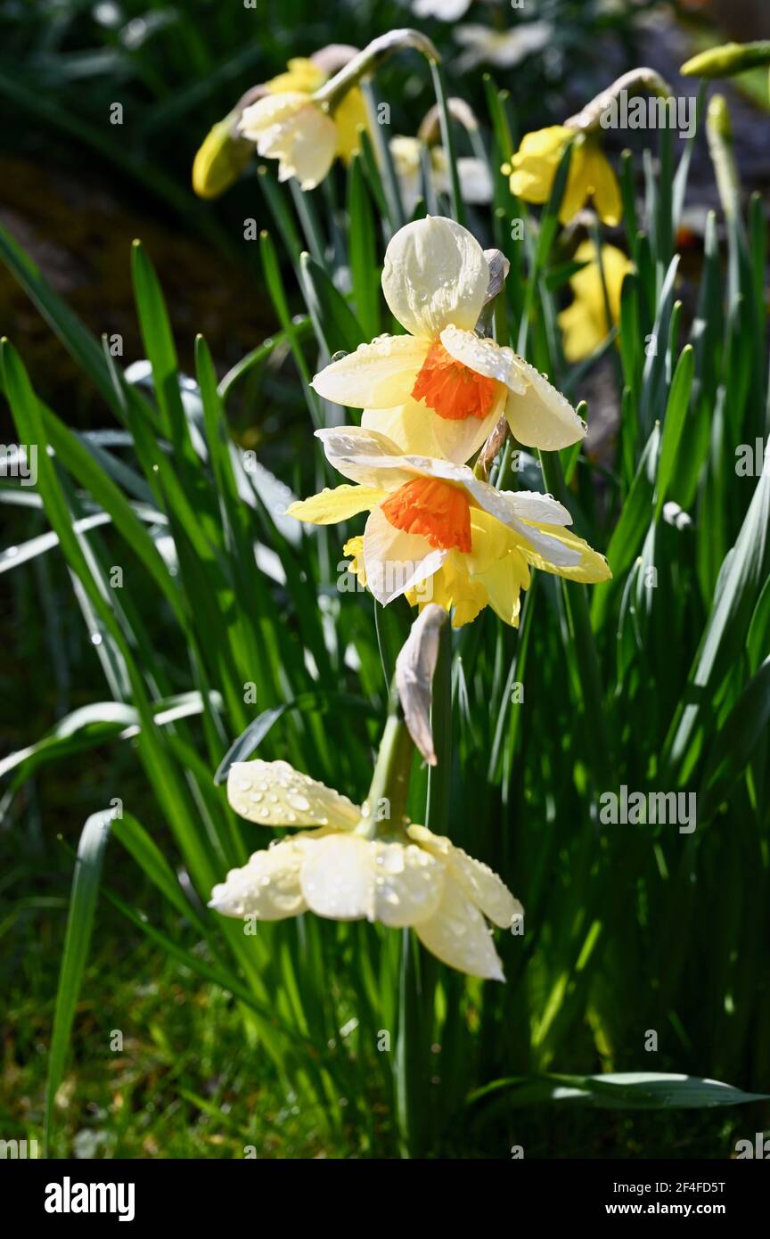 Pioggia su Daffodils (Narcissus), St James Church, North Cray, Kent. REGNO UNITO Foto Stock