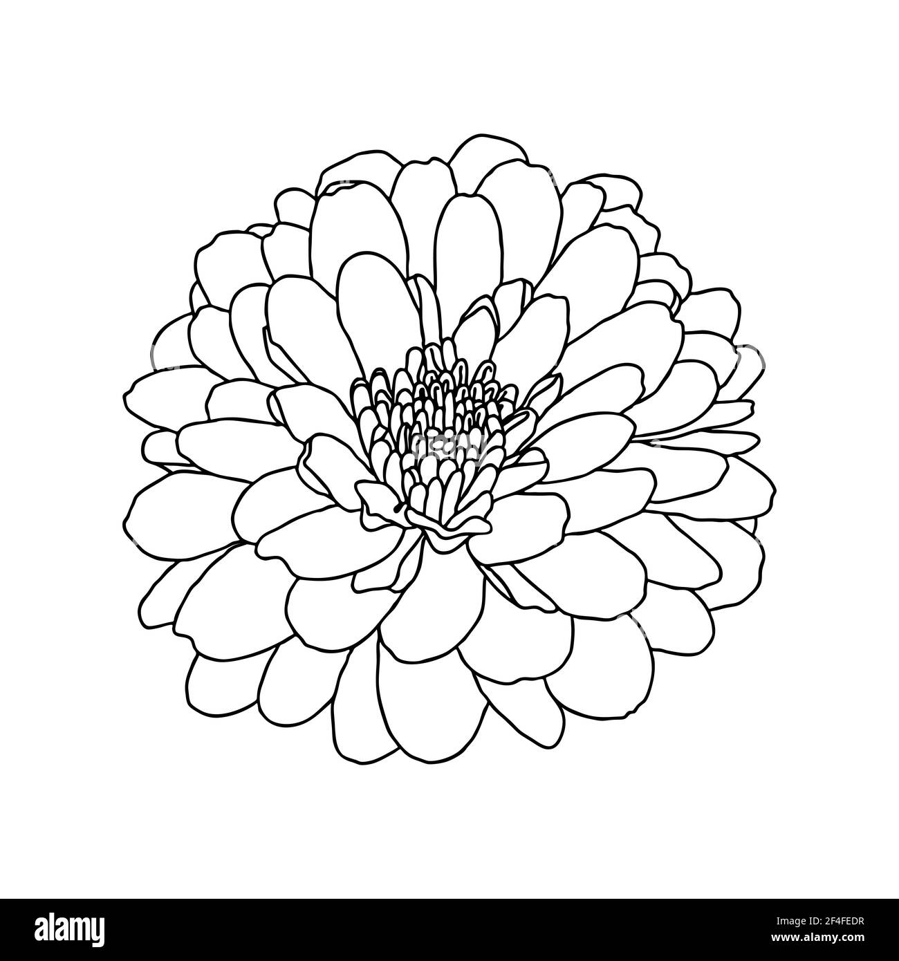 Disegno a linee di fiore di crisantemo su sfondo bianco. Schizzo disegnato a mano. Elemento decorativo per tatuaggio, biglietto d'auguri, invito al matrimonio, colore Illustrazione Vettoriale