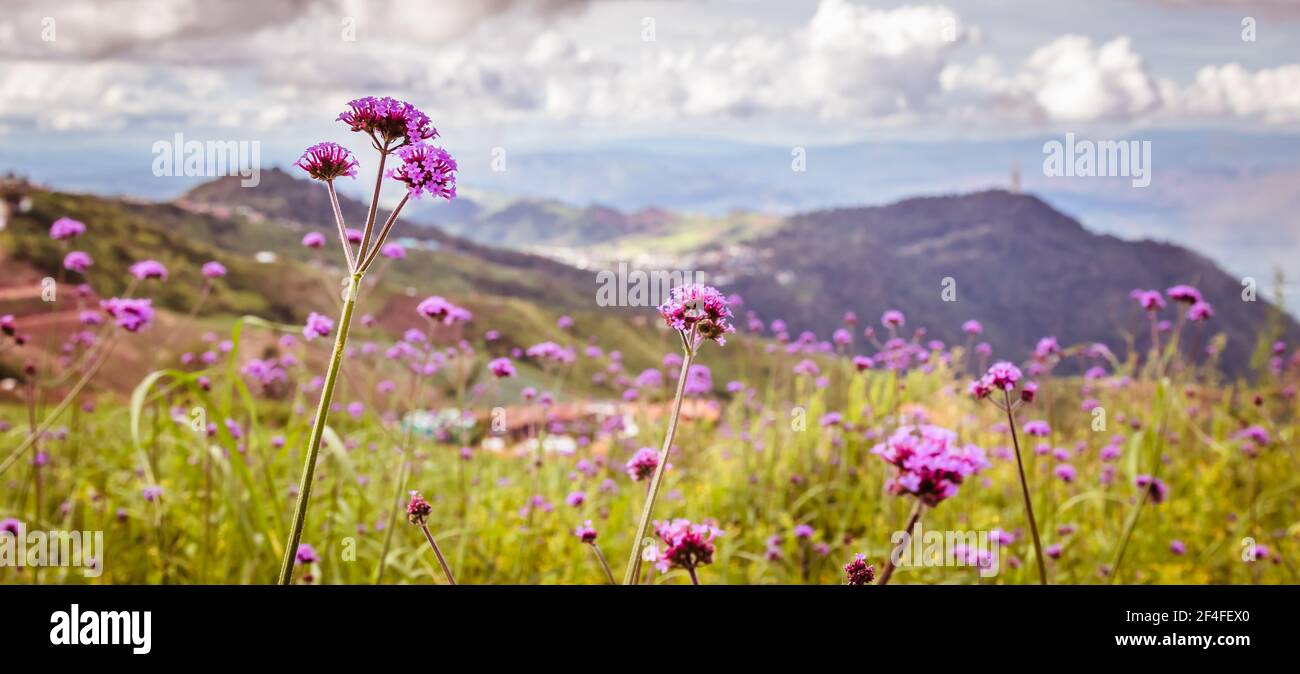 Bellezza del campo di fiori di verbena bonariensis con sfondo sfocato di montagna a Phu Thap Boek, Phetchabun, Thailandia. Foto Stock