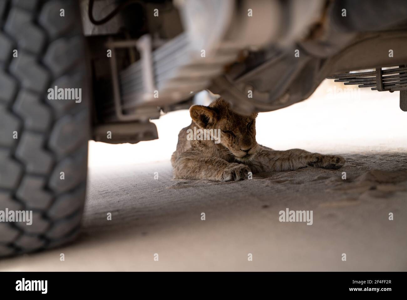Un cucciolo di leone che dorme sotto un veicolo da safari Foto Stock