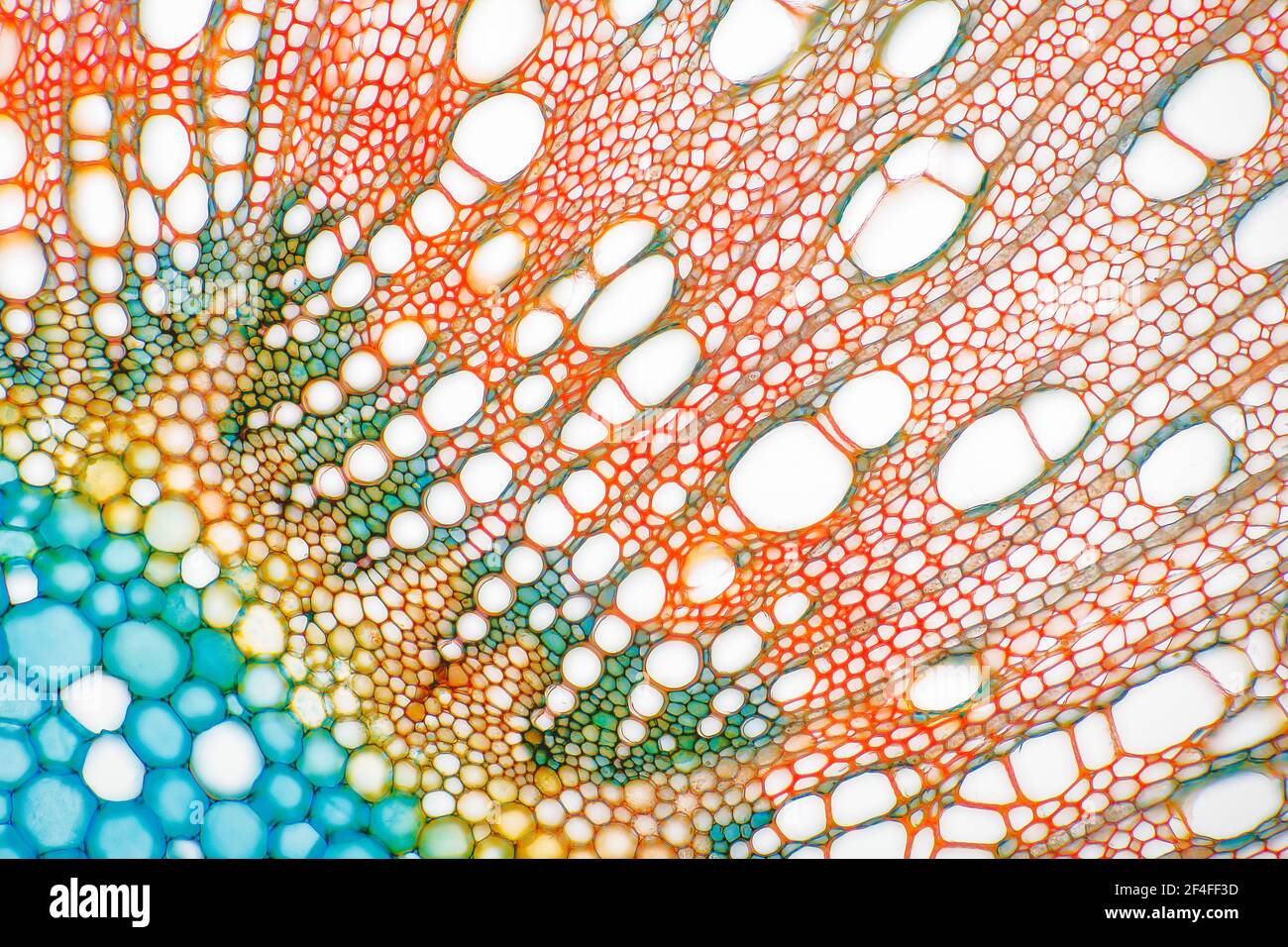 Canapa (Cannabis sativa), sparare t.s., colorazione Wacker 3A Foto Stock Canapa (Cannabis sativa), sparare t.s., colorazione Wacker 3A Foto Stock