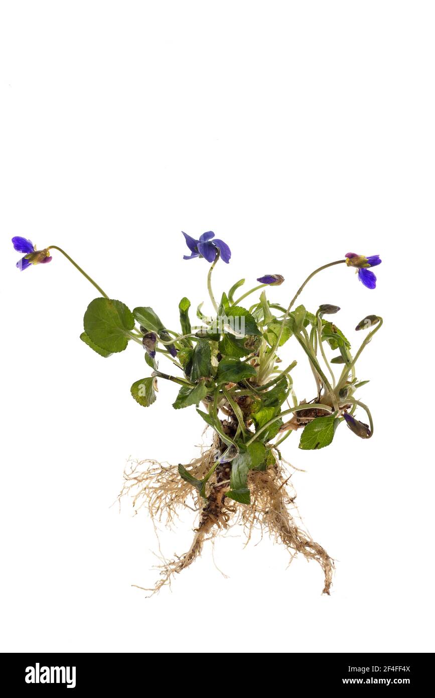 Viola di legno (Viola odorata) su terreno bianco, Baviera, Germania Foto Stock
