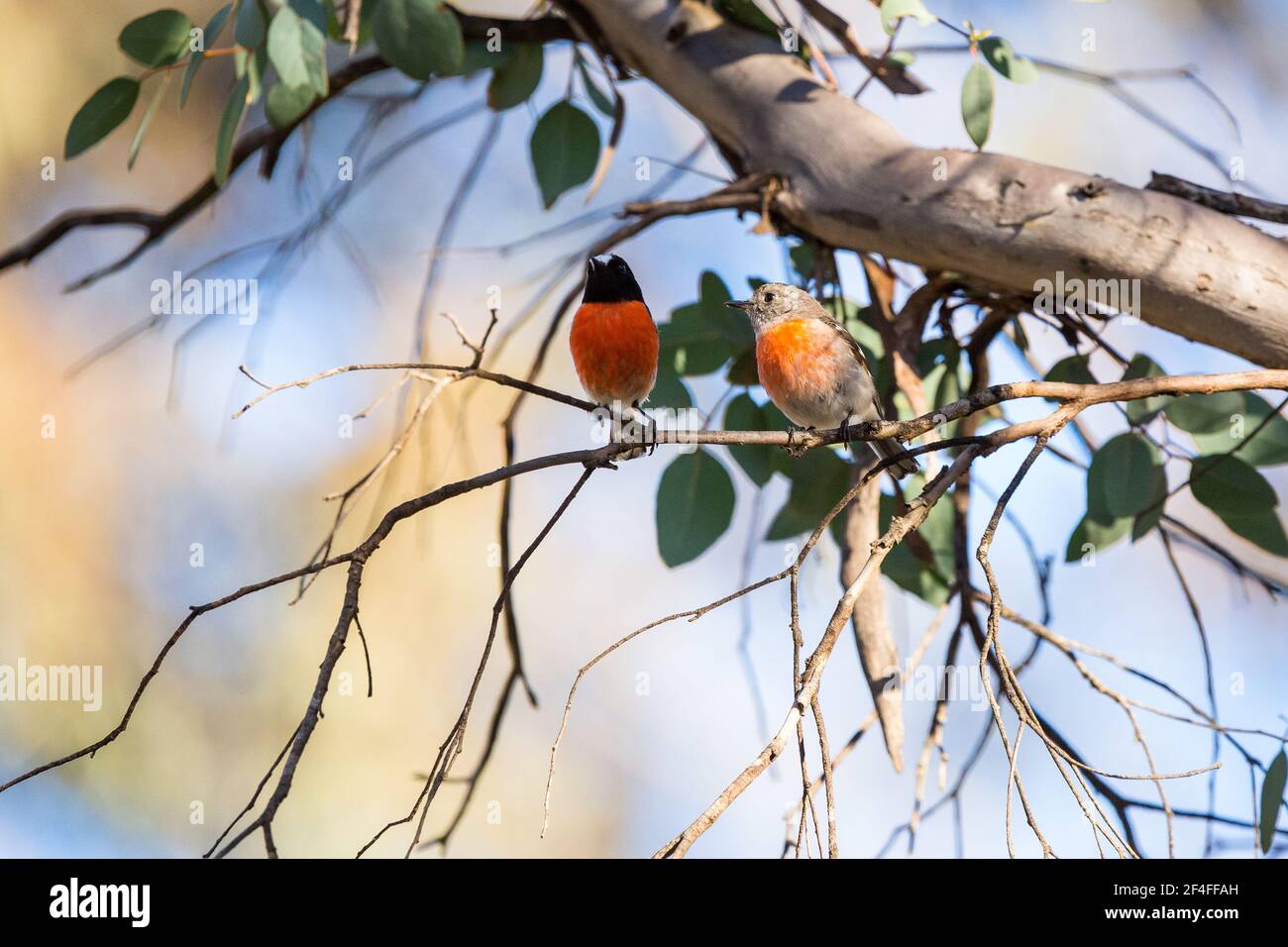 Maschio & femmina scarlatto robin alto negli alberi, Dryandra, Australia occidentale Foto Stock