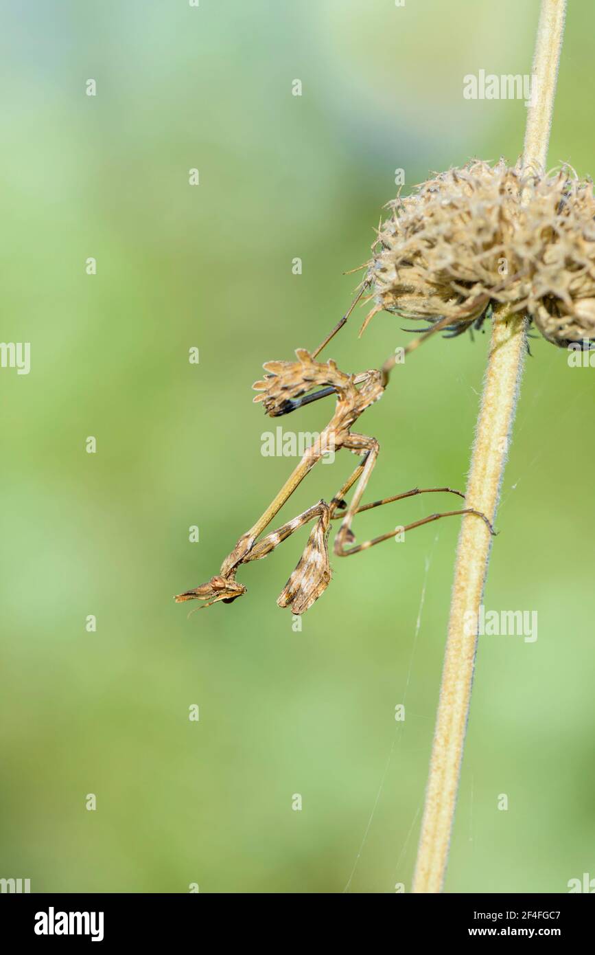 Crested gracshopper, Dalmazia (empusa pennata), Croazia Foto Stock