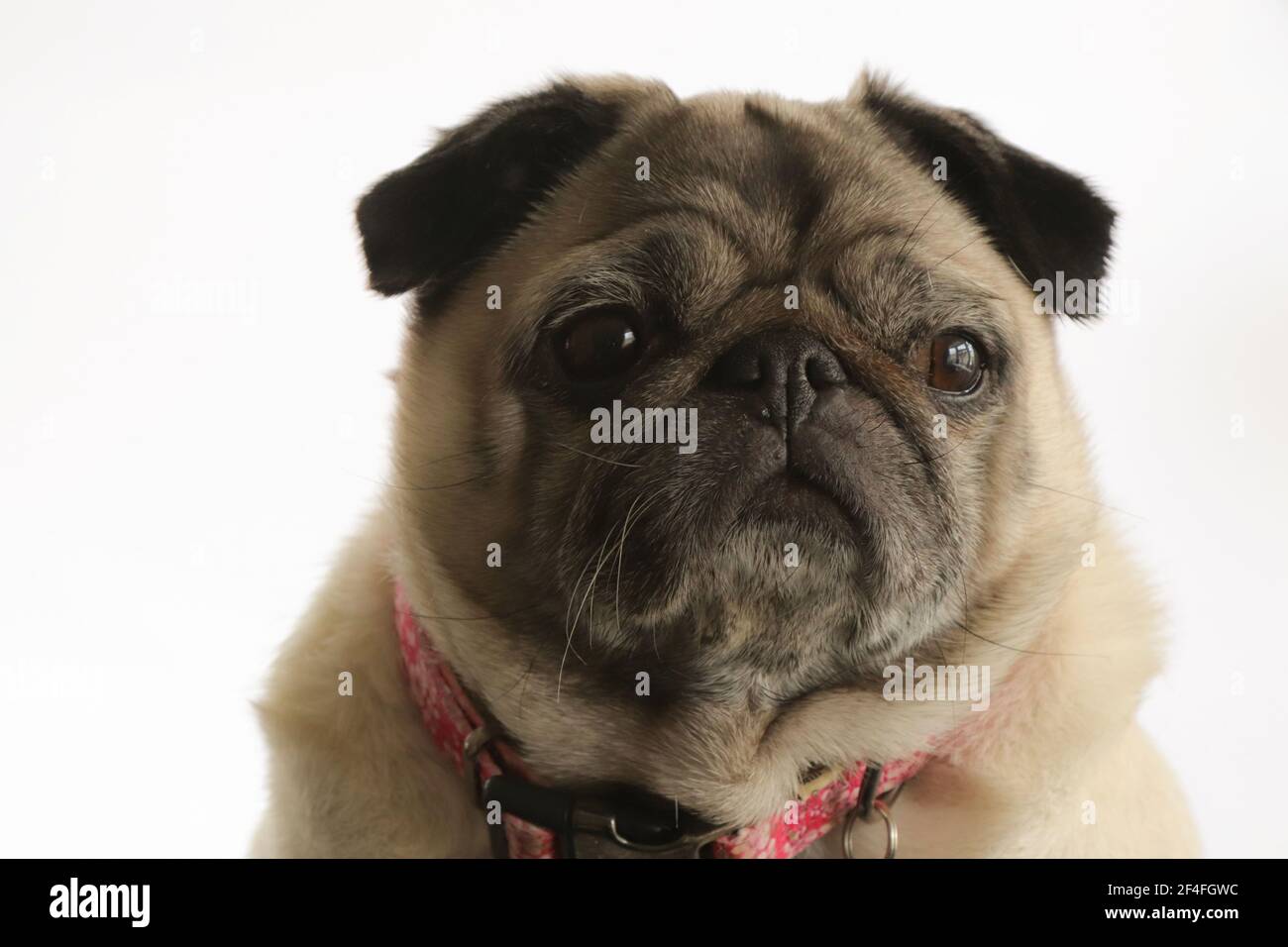 Colpo di testa PUG Foto Stock