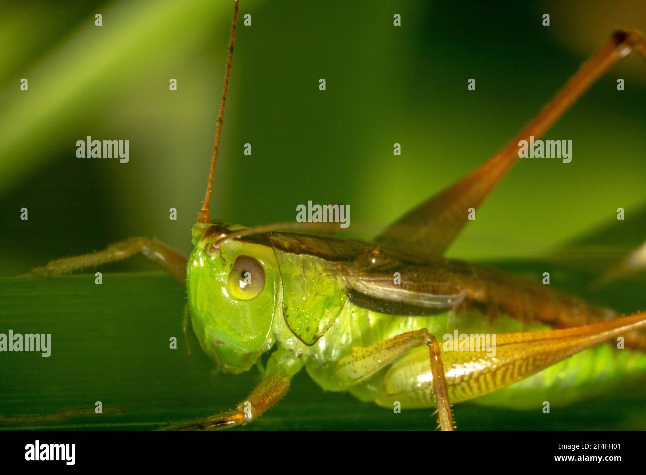 Grassopper verde con grandi gambe arancioni Foto Stock