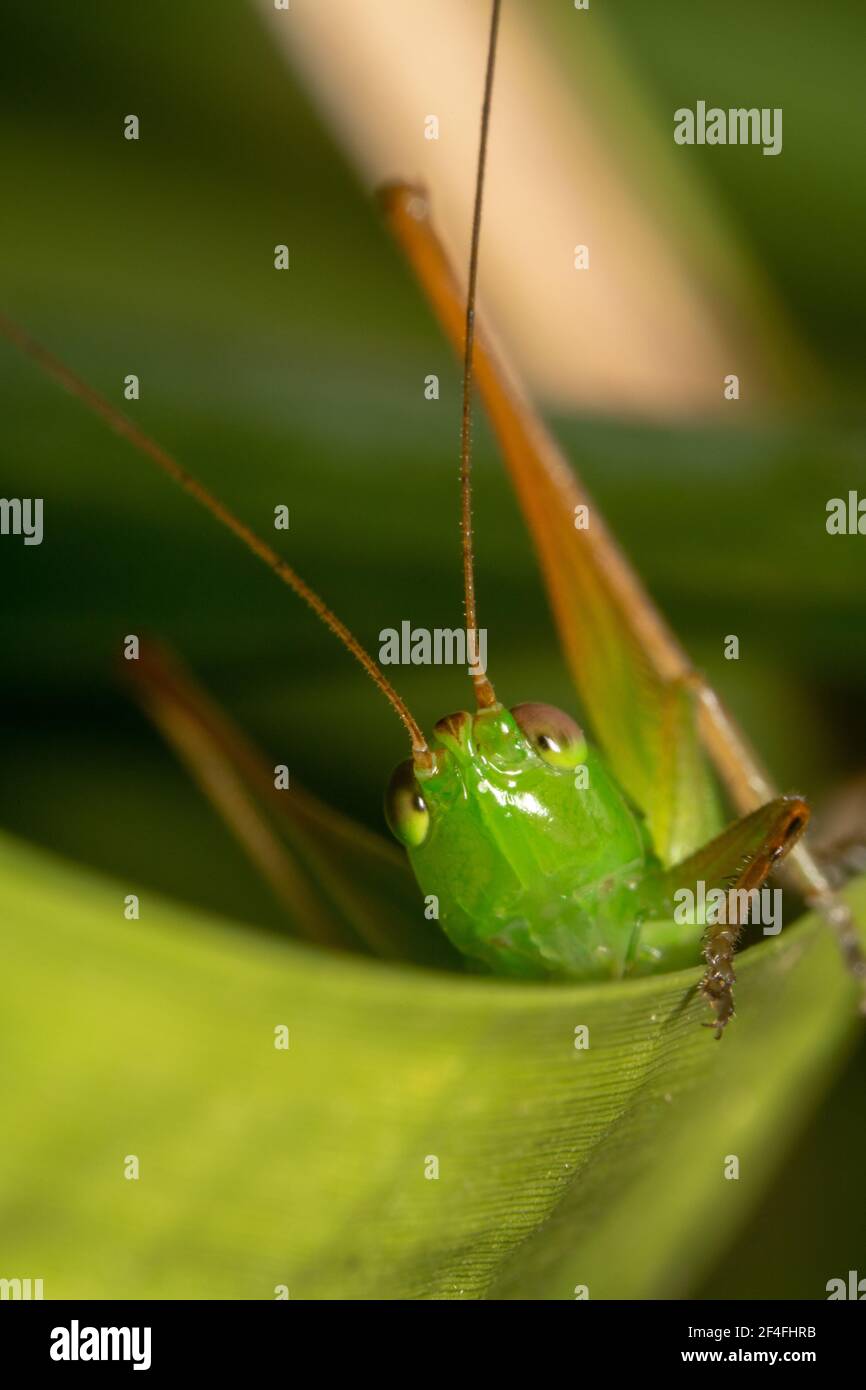 Un grassopper dagli occhi rossi che guarda in alto sbirciando da un verde foglia Foto Stock
