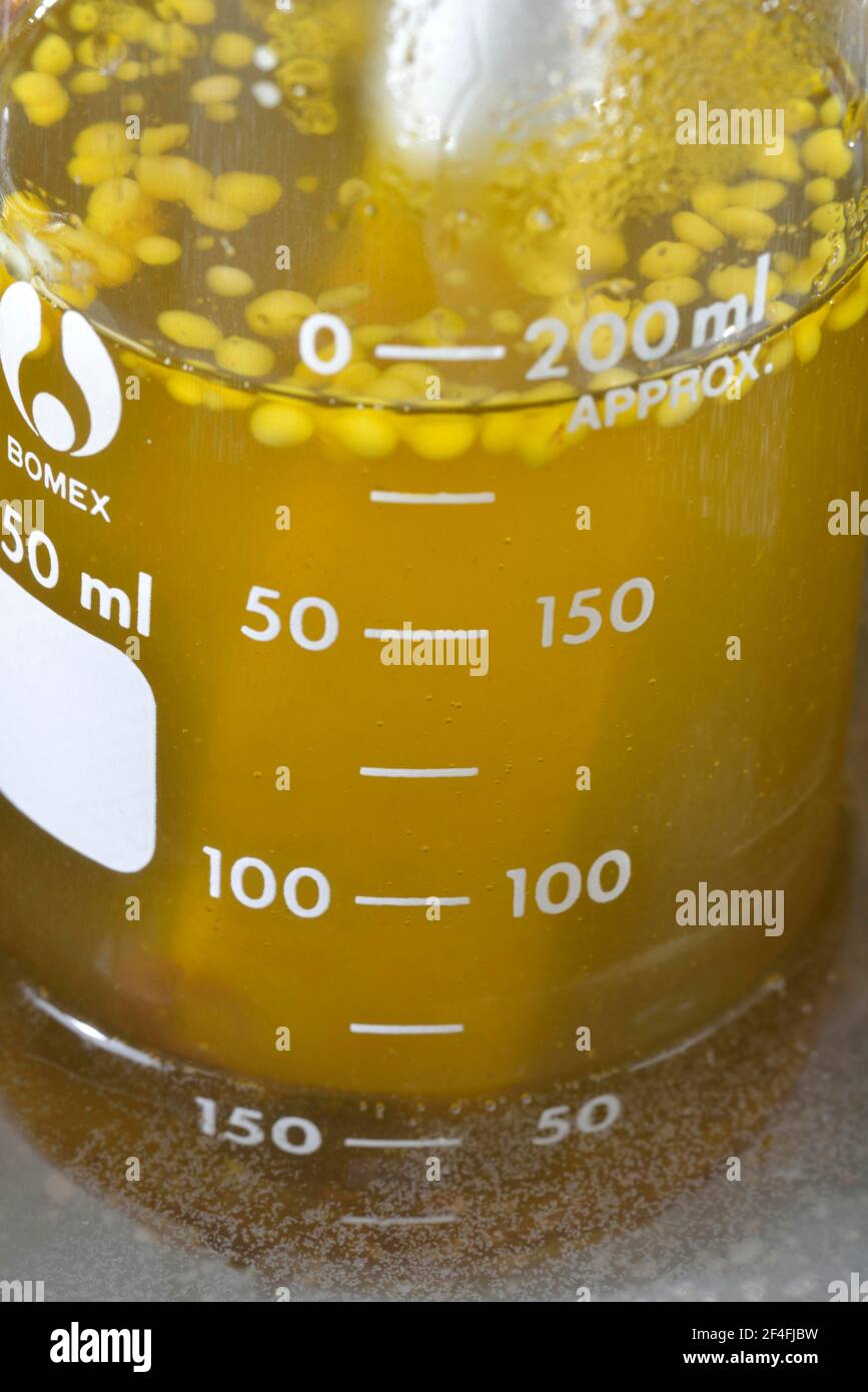 Produzione di unguento in resina di abete rosso, bagno d'acqua (Picea abies) Foto Stock