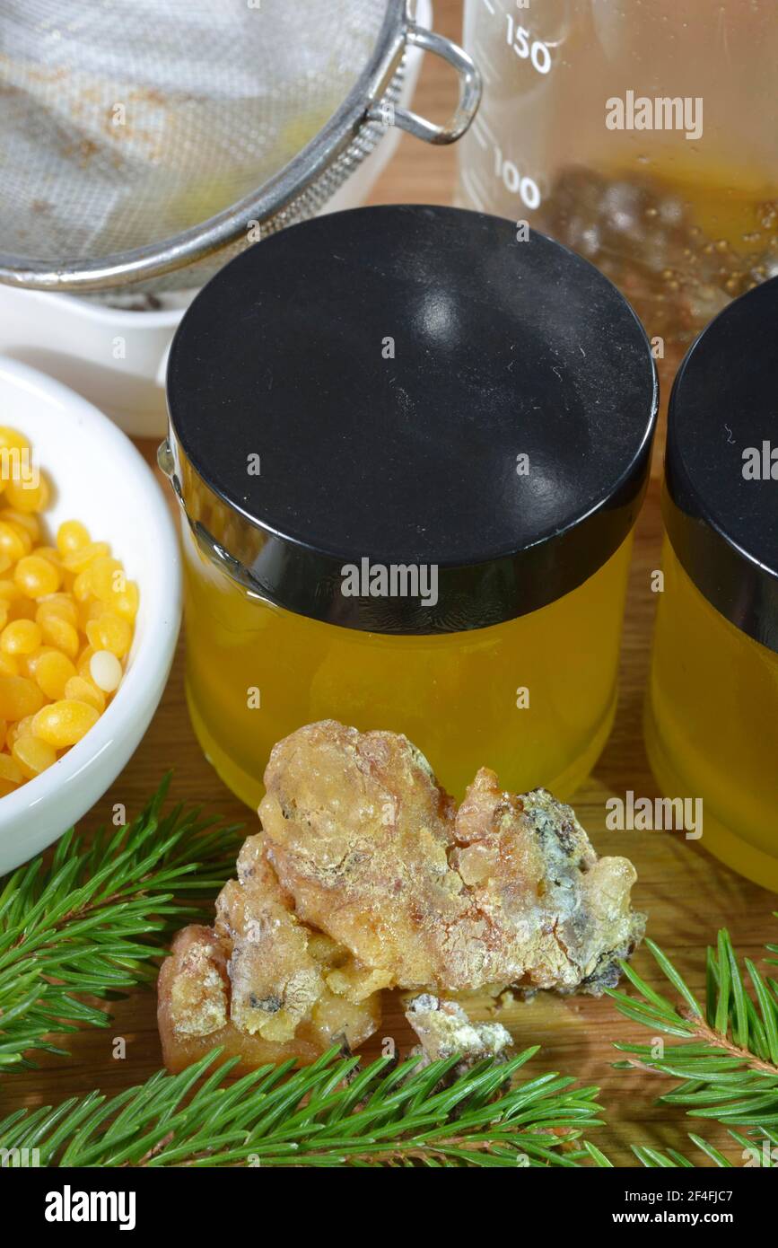 Produzione di unguento in resina di abete (Picea abies) Foto Stock
