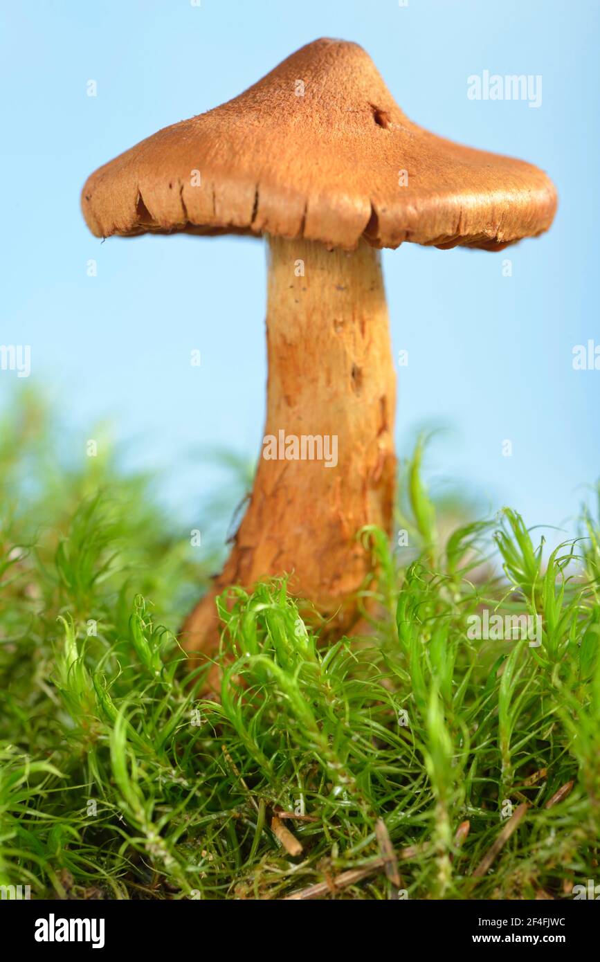 Collo ruvido a punta affilata (Cortinarius rubellus) Foto Stock