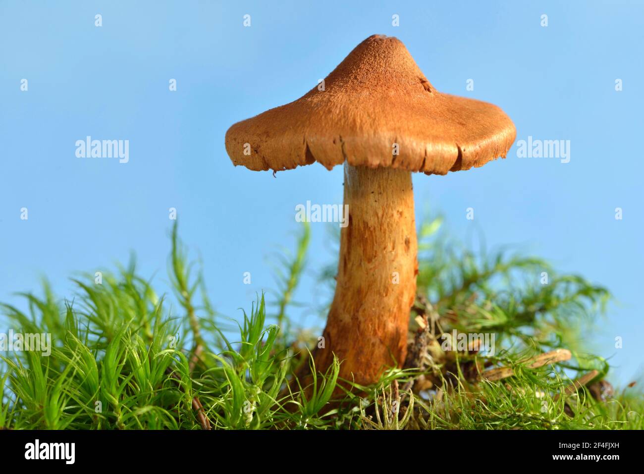 Collo ruvido a punta affilata (Cortinarius rubellus) Foto Stock