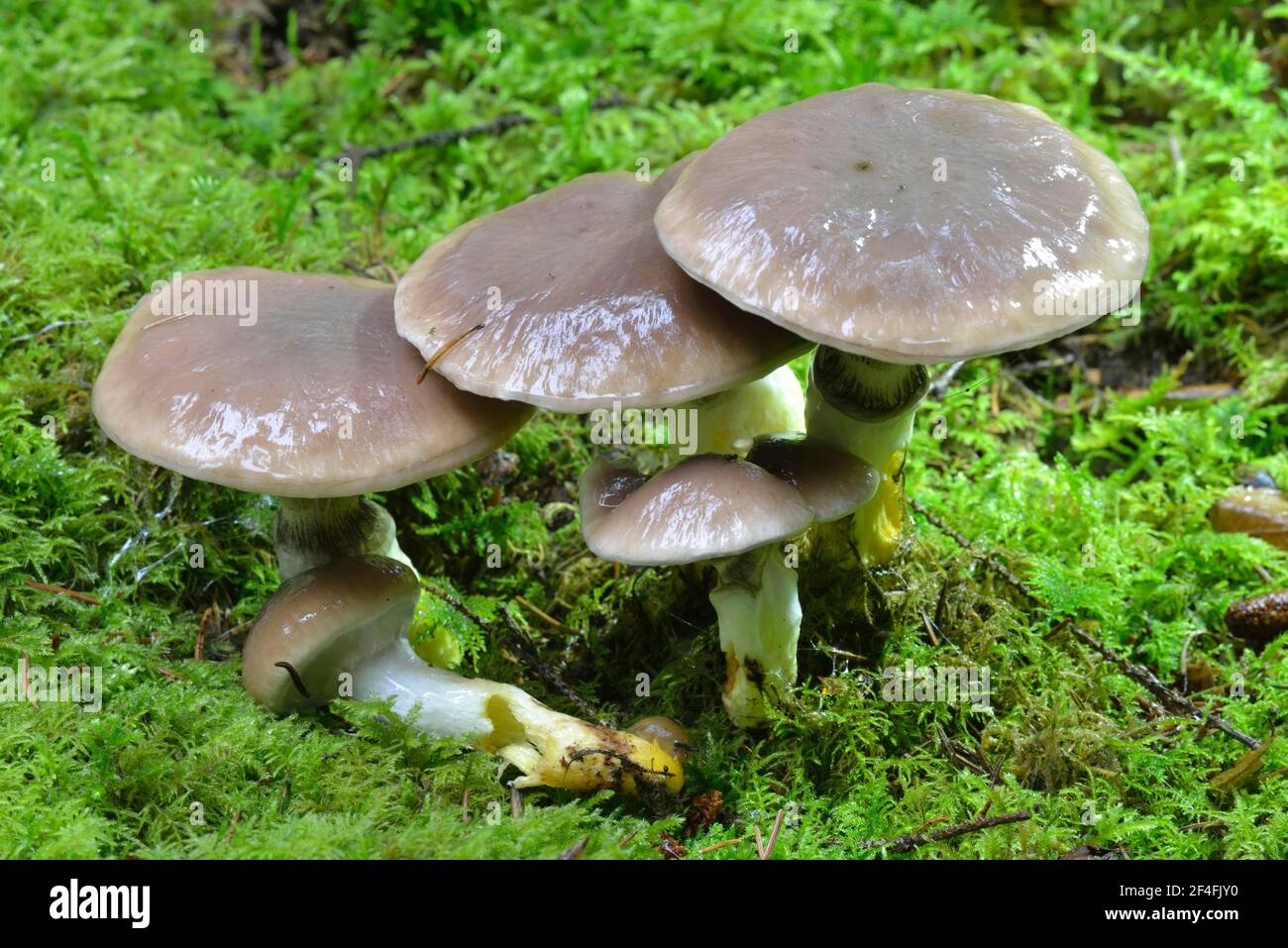 Punta sottile (Gomphidius glutinosus), bocca di mucca Foto Stock