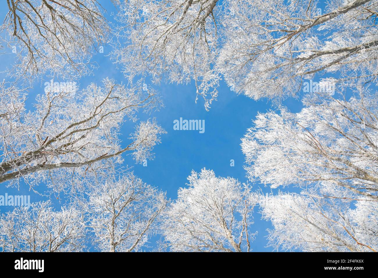 Cime di alberi di faggeta coperta di neve profonda contro il cielo blu in Neuchatel Giura, inverno, Svizzera Foto Stock