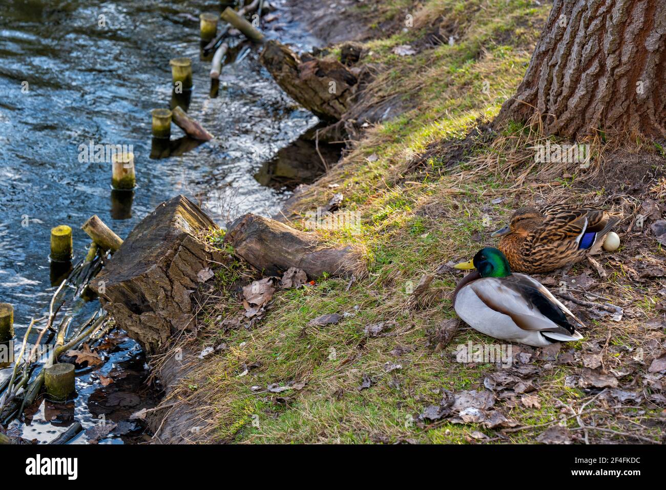 Coppia di anatre di mallard (Anas platyrhynchos) sorvegliare il loro uovo sulla riva del lago Foto Stock