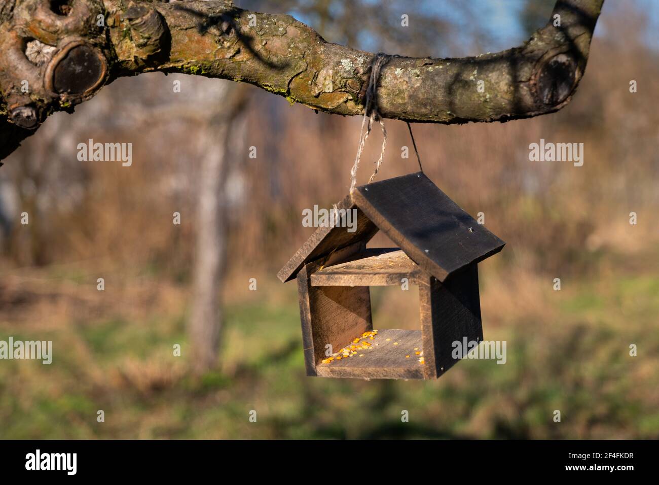 Alimentatore di uccello di legno appeso su un ramo di albero Foto Stock