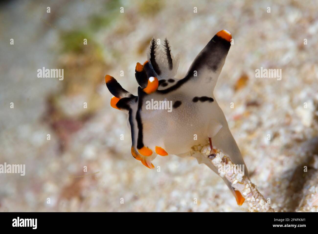 Lumaca al neon (Thecacera pitta), Triton Bay, Papua occidentale, Indonesia Foto Stock