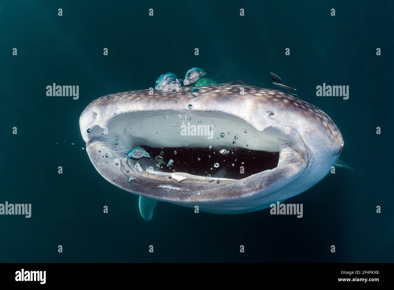 Alimentazione squalo balena (Rhincodon typus), Triton Bay, Papua occidentale, Indonesia Foto Stock