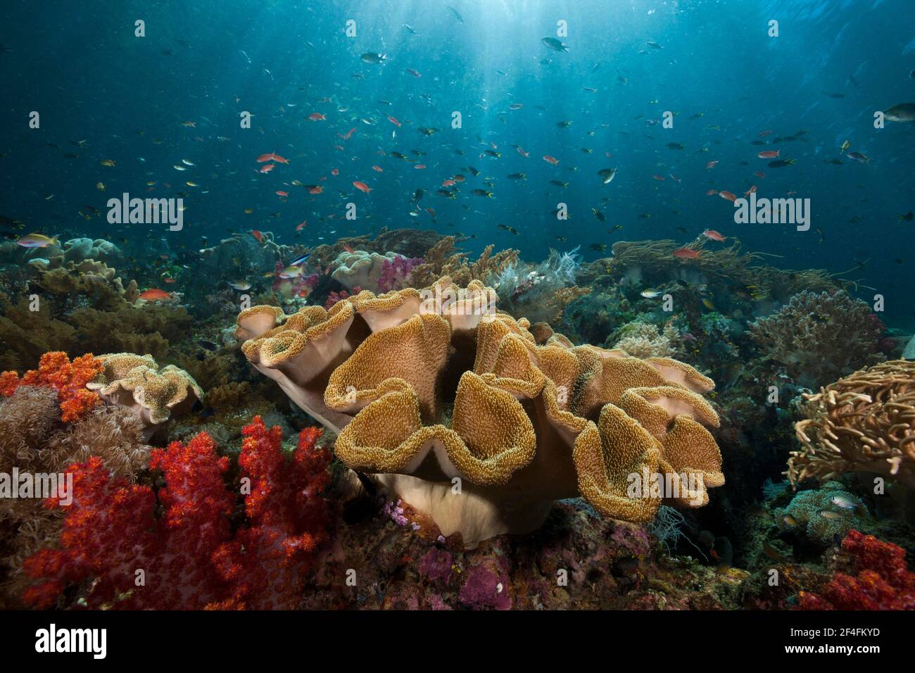 Barriera corallina con corallo in pelle di funghi, Sarcophyton sp., Triton Bay, Papua occidentale, Indonesia Foto Stock