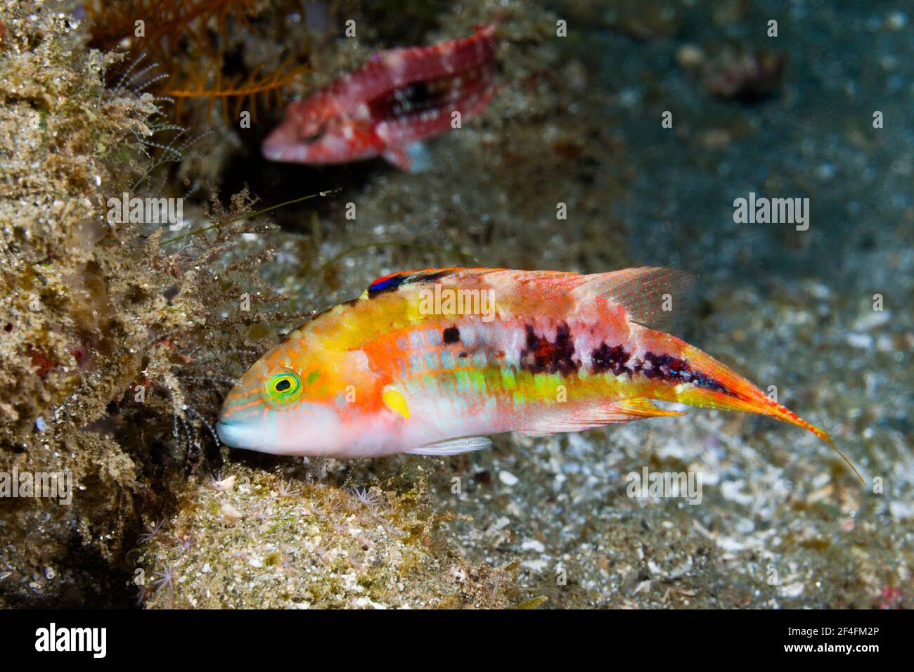 Wrasse a due punti, Cheilinus bimaculatus, Ambon, Molucche, Indonesia Foto Stock