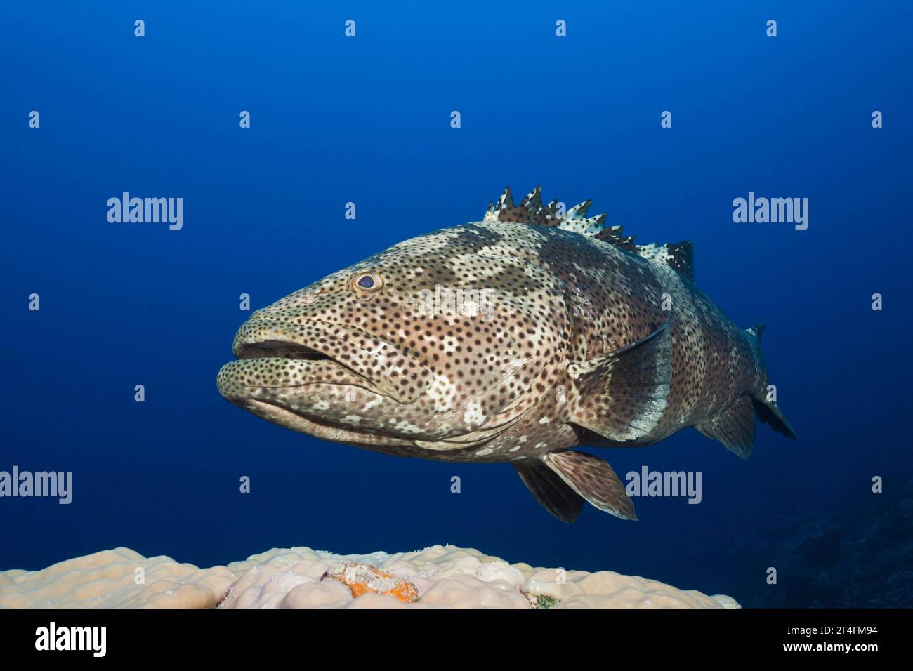 Malabar grouper (Epinephelus malabaricus), Grande barriera Corallina, Australia Foto Stock
