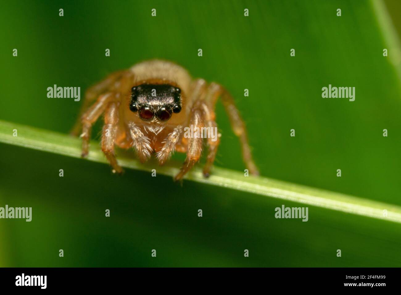 Piccolo ragno che salta pronto a saltare fuori da una pianta verde Foto Stock