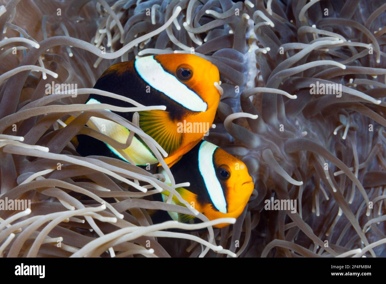 Coppia di Anemonefish di Clark (Amphiprion clarkii), Isole Florida, Isole Salomone Foto Stock