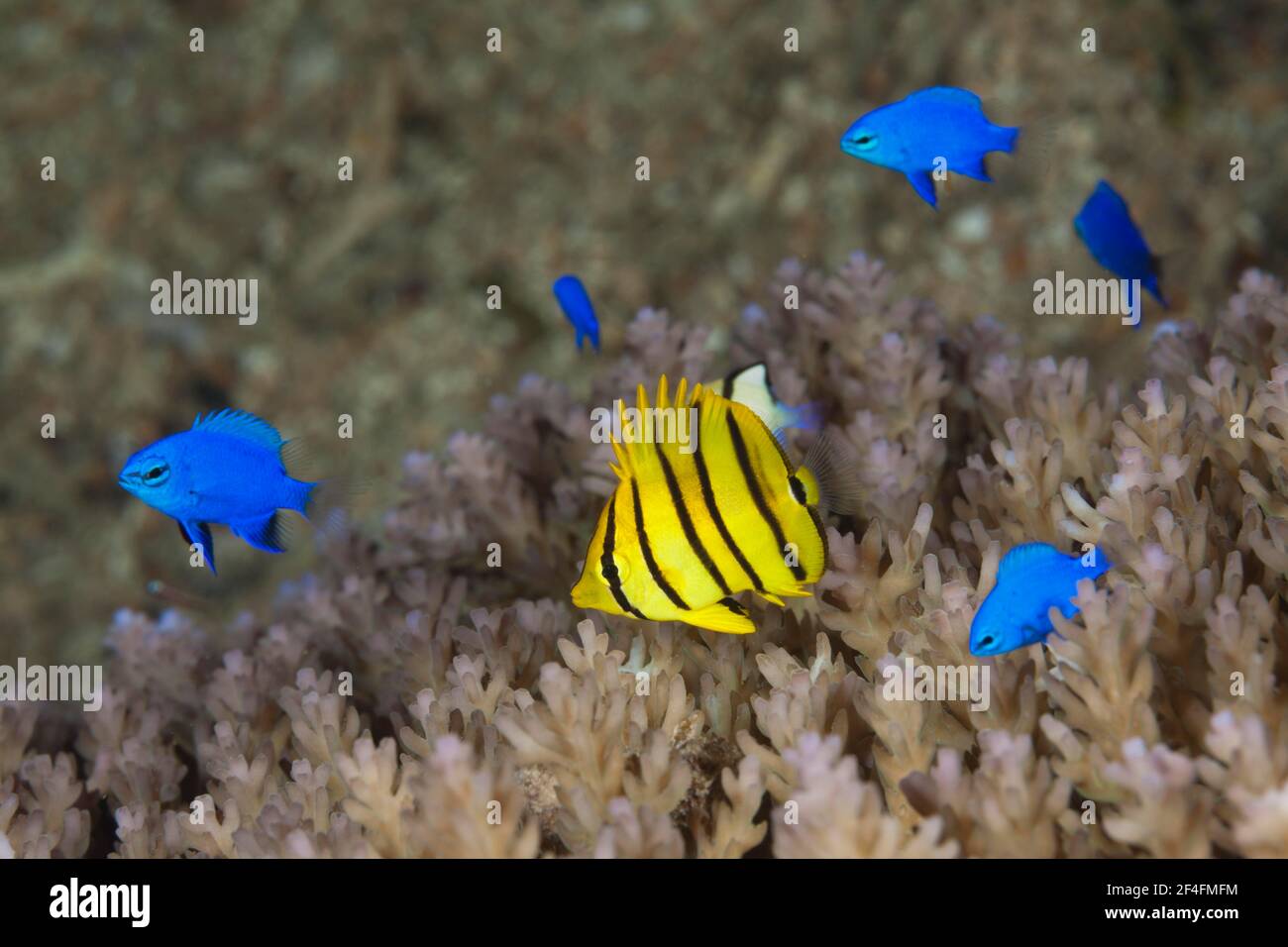 Novellame di pesce farfalla a otto bande e zaffiro blu demoiselles (Chaetodon octofasciatus), Chrysiptera cyanea, Isole Russell, Isole Salomone Foto Stock