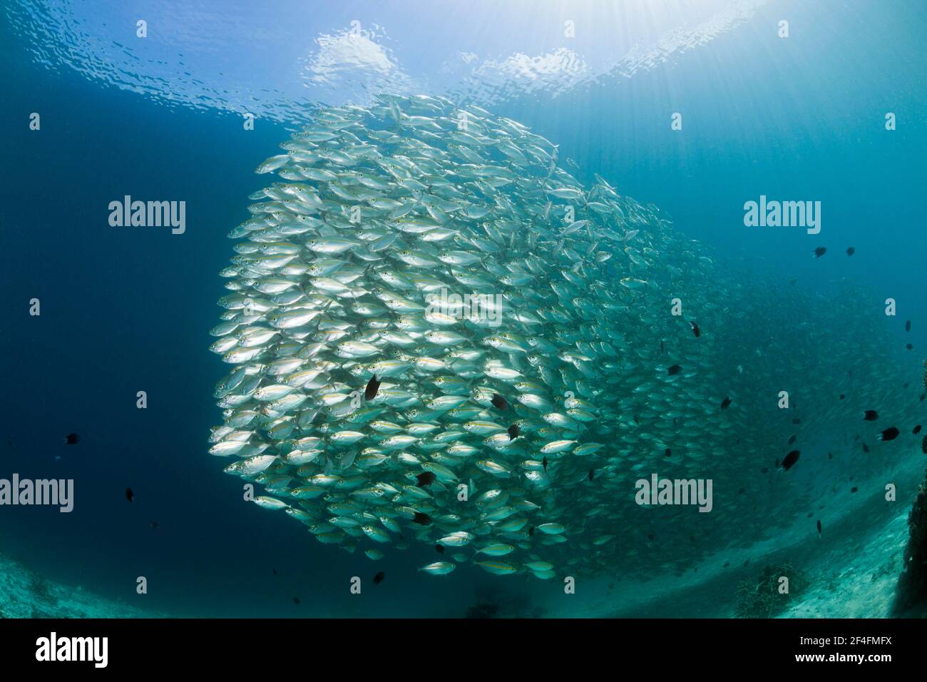 Shoal di sgombro a occhio di bue (Sellar Boops), Florida Islands, Solomon Islands Foto Stock