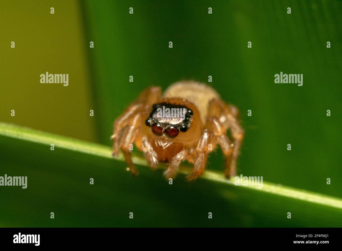 Ragno di salto con zampe molto piccole, con l'occhio arancione e la testa nera Foto Stock