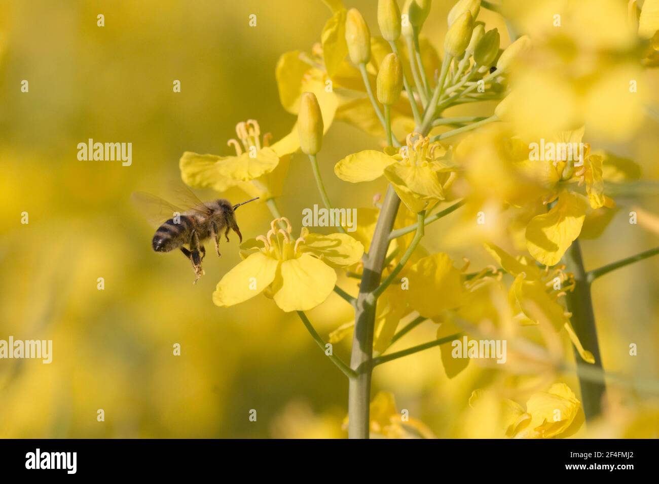 Ape di miele (Apis mellifera) a Rape (Brassica napus) Bassa Sassonia Germania Foto Stock