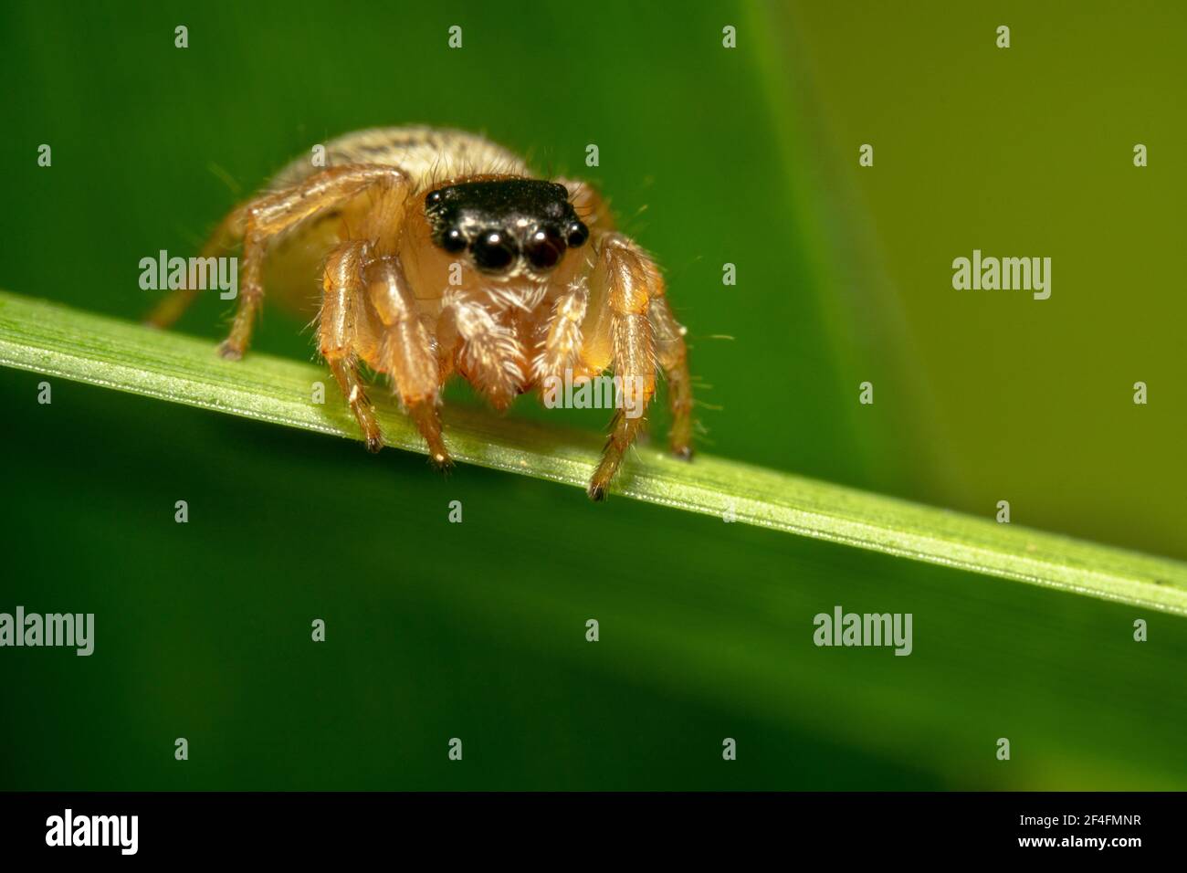 Ragno saltante a testa nera che sembra serio Foto Stock