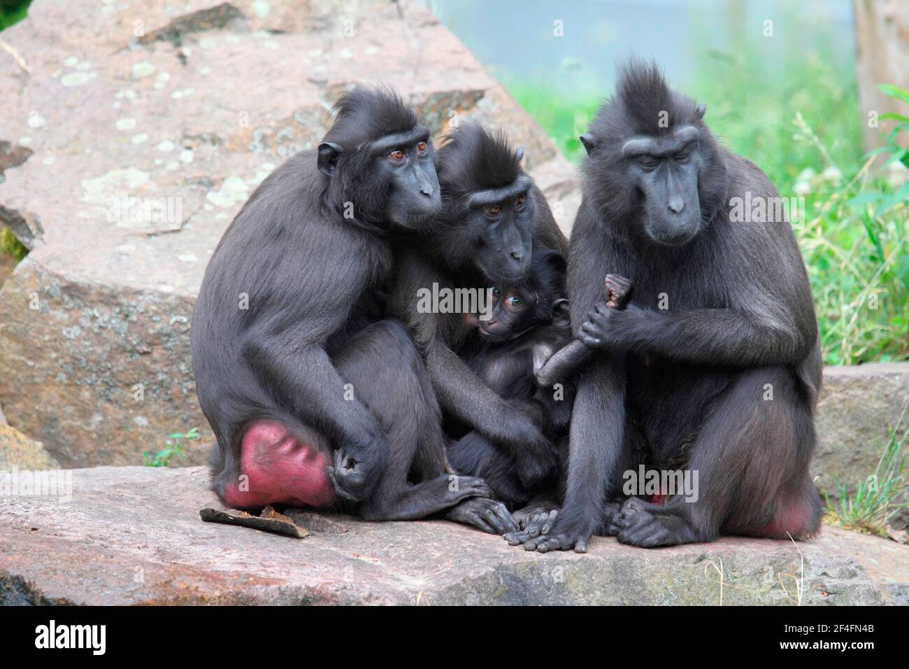 Celebes Crested Macaques (Macaca nigra) Foto Stock