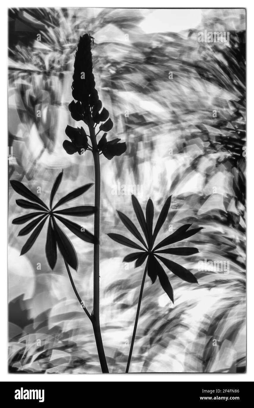 Lupin (Lupin) , Dammer Berge, bassa Sassonia, Germania Foto Stock