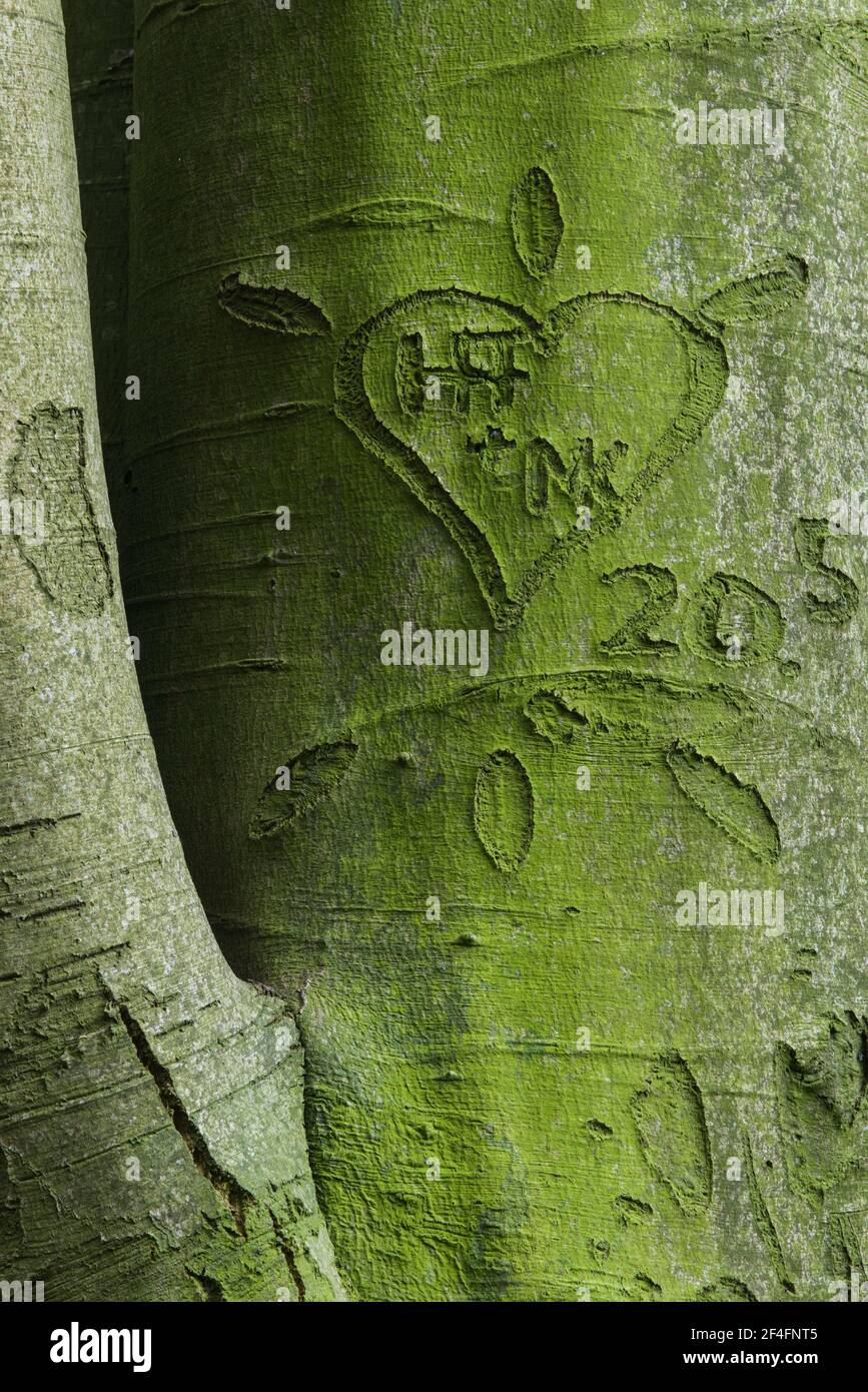 Beechwald (Fagus) Dammer Berge, Contea di Vechta, Oldenburger Muensterland, bassa Sassonia, Germania Foto Stock