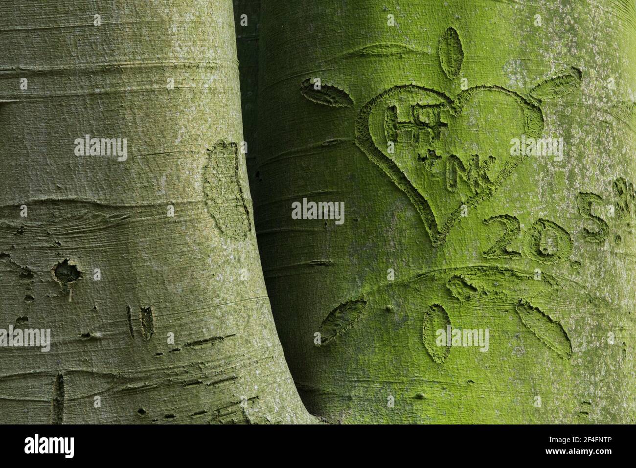 Beechwald (Fagus) Dammer Berge, Contea di Vechta, Oldenburger Muensterland, bassa Sassonia, Germania Foto Stock