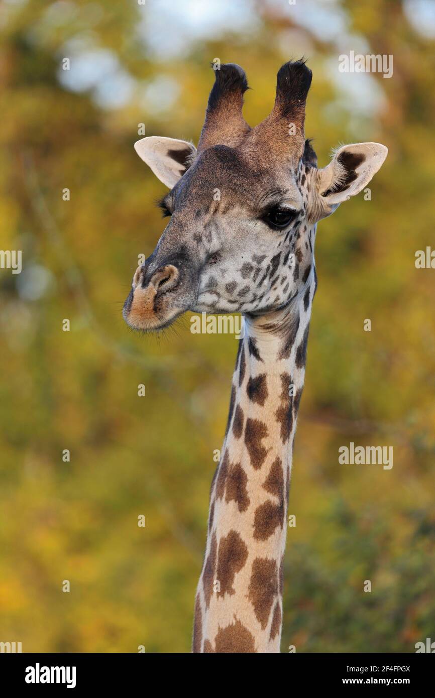 Giraffe (Giraffa camelopardalis) Parco Nazionale Luangwa Sud, Zambia Foto Stock