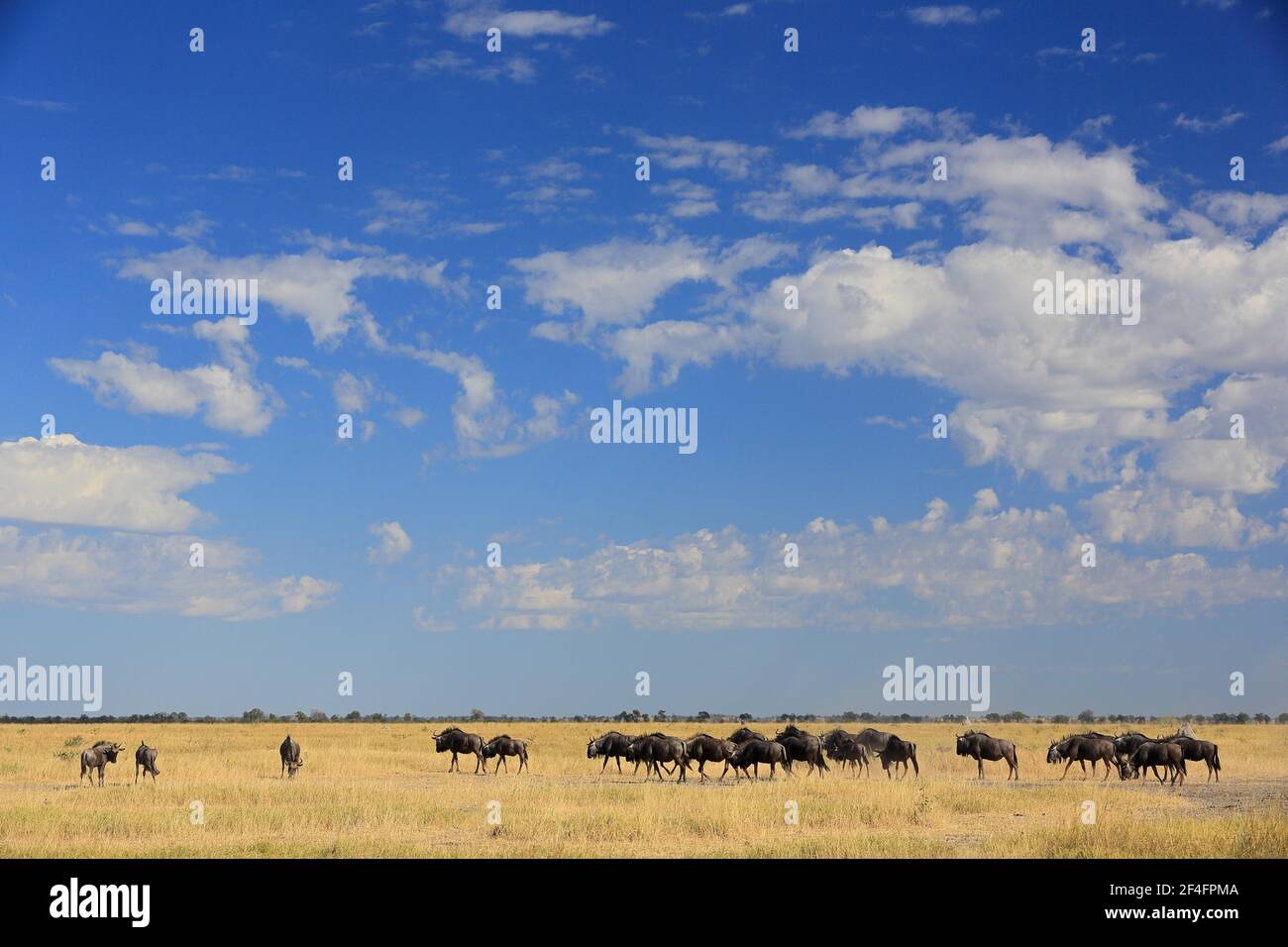 Salici azzurri (Connochaetes taurinus) Savuti, Botswana Foto Stock