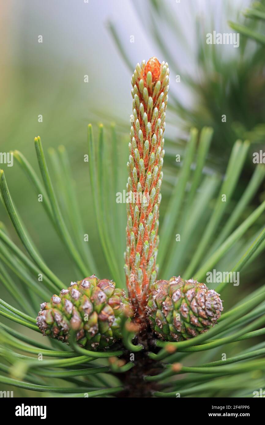 Pino scozzese (Pinus sylvestris) Foresta Nera, Baden-Wuerttemberg, Germania Foto Stock