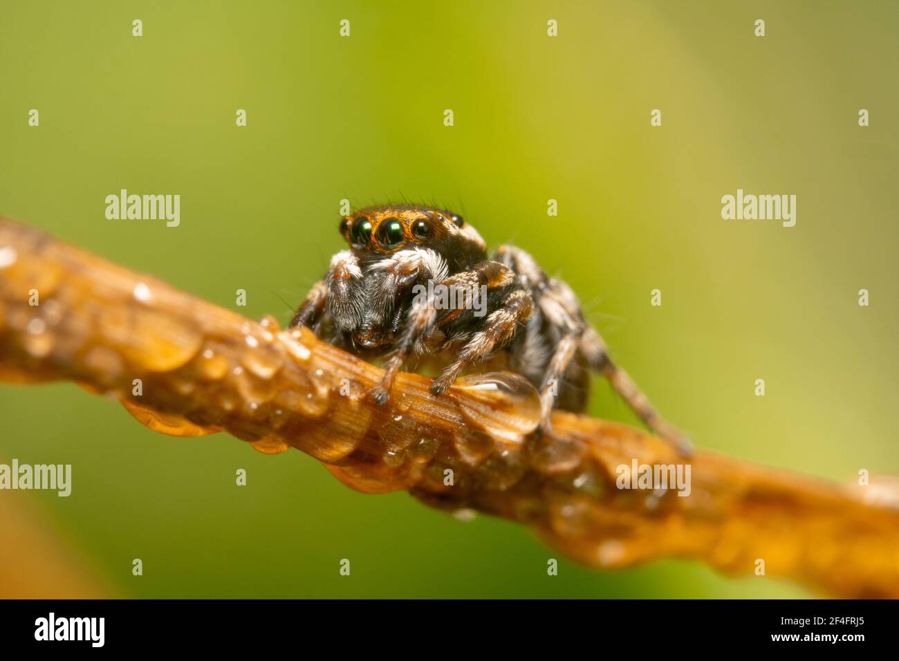 Ragno che salta con occhi grandi e gambe grigie Foto Stock