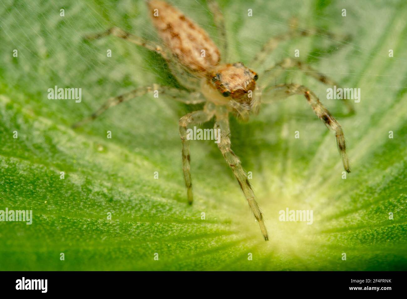 Ragno saltatore di colore marrone chiaro con gambe lunghe e veli su una foglia verde Foto Stock