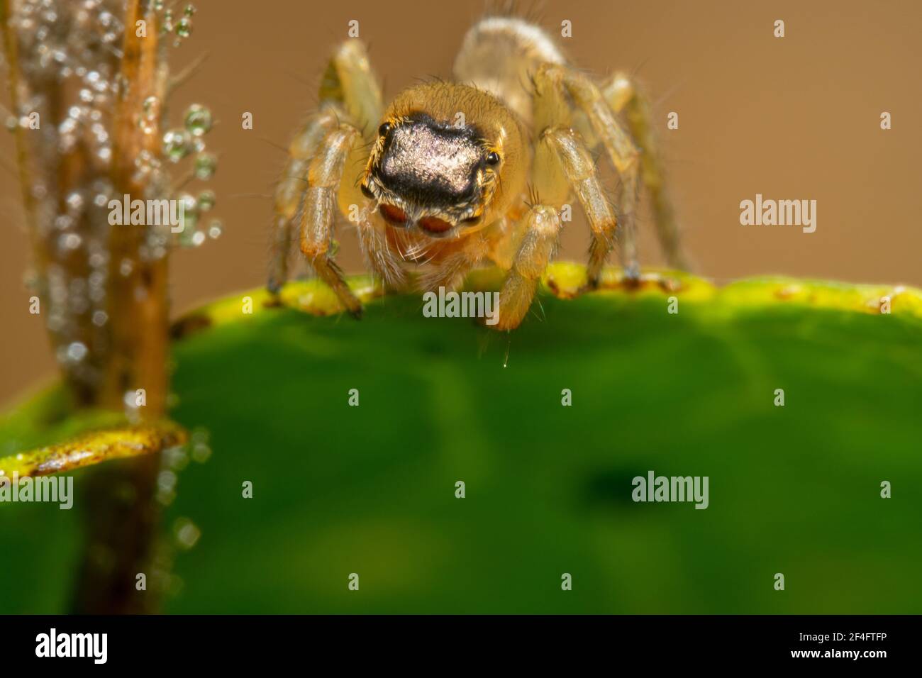 Ragno saltellatore di colore chiaro pronto a saltare da un verde foglia Foto Stock