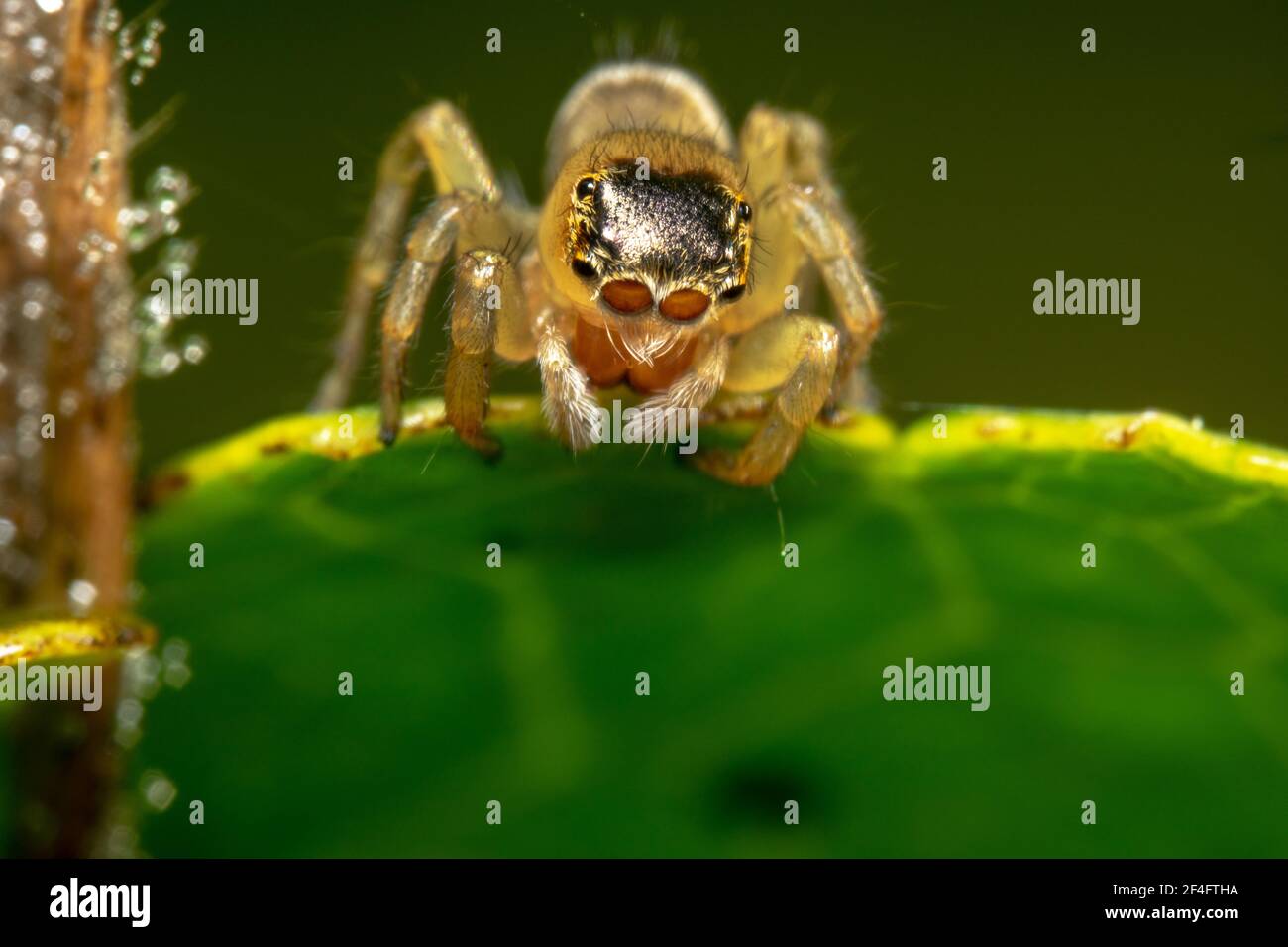Ragno saltante di colore chiaro con testa nera con lente simile occhi Foto Stock