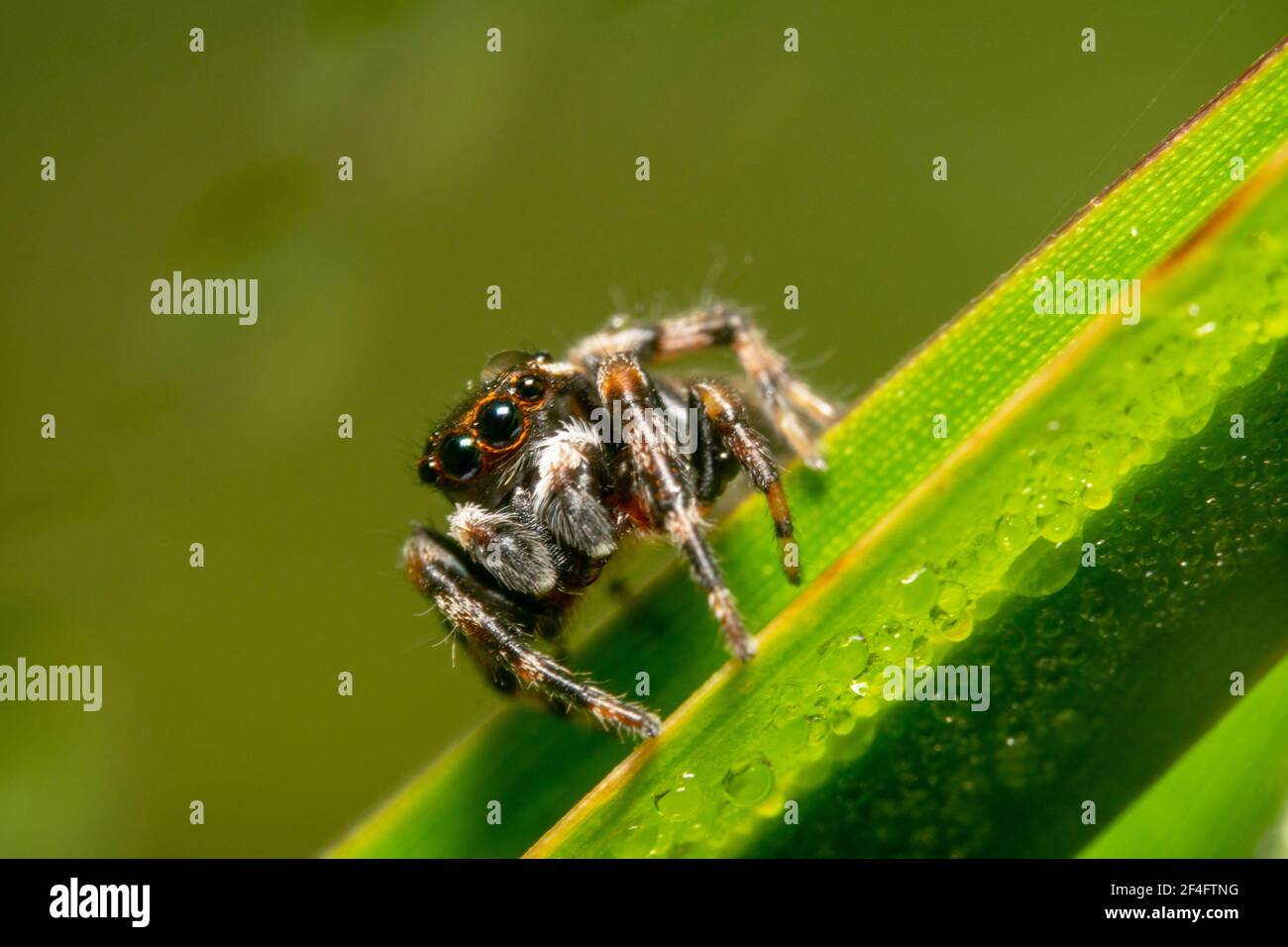 Ragnatela di salto arancione e nero con gambe lunghe Foto Stock