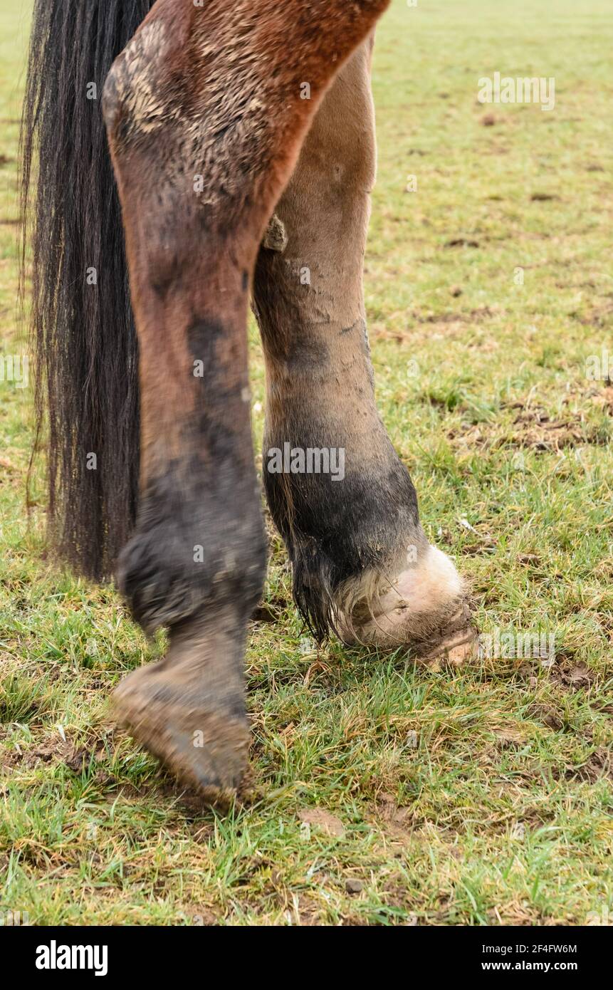 Primo piano di una gamba posteriore ferita e gonfia di un cavallo domestico (Equus ferus caballus) anatomia di edema articolare e degli arti gonfiore, Germania Foto Stock
